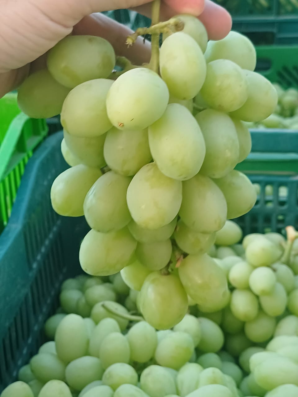 Sweet Globe Grapes from Ica, Peru