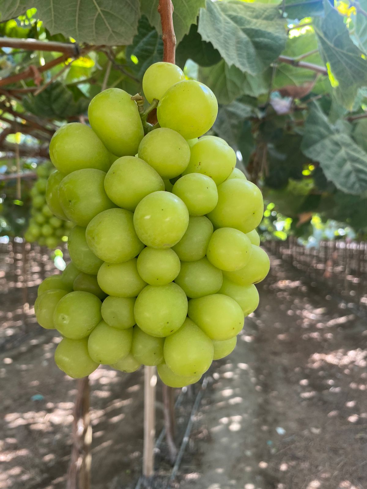 Shine Muscat Grapes from Ica, Peru