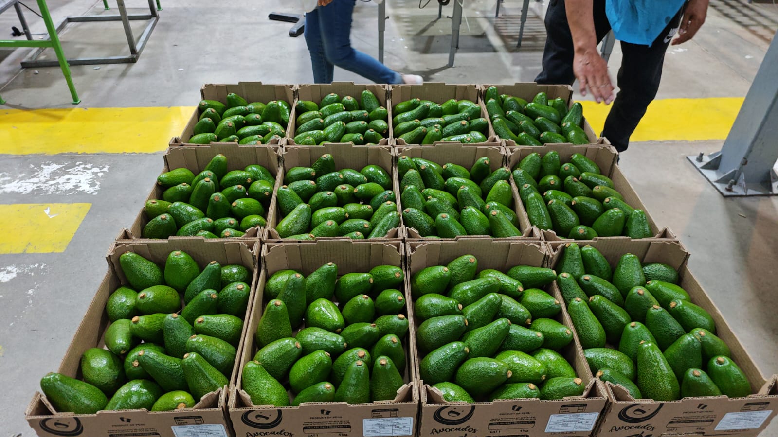 Palta Fuerte de Huaral, Peru