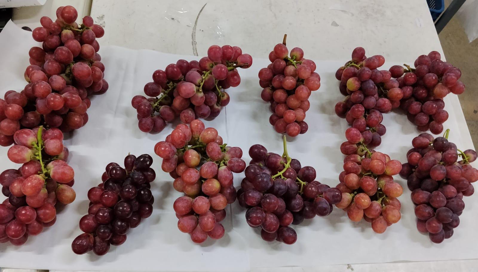 Red Globe Grapes - Peru