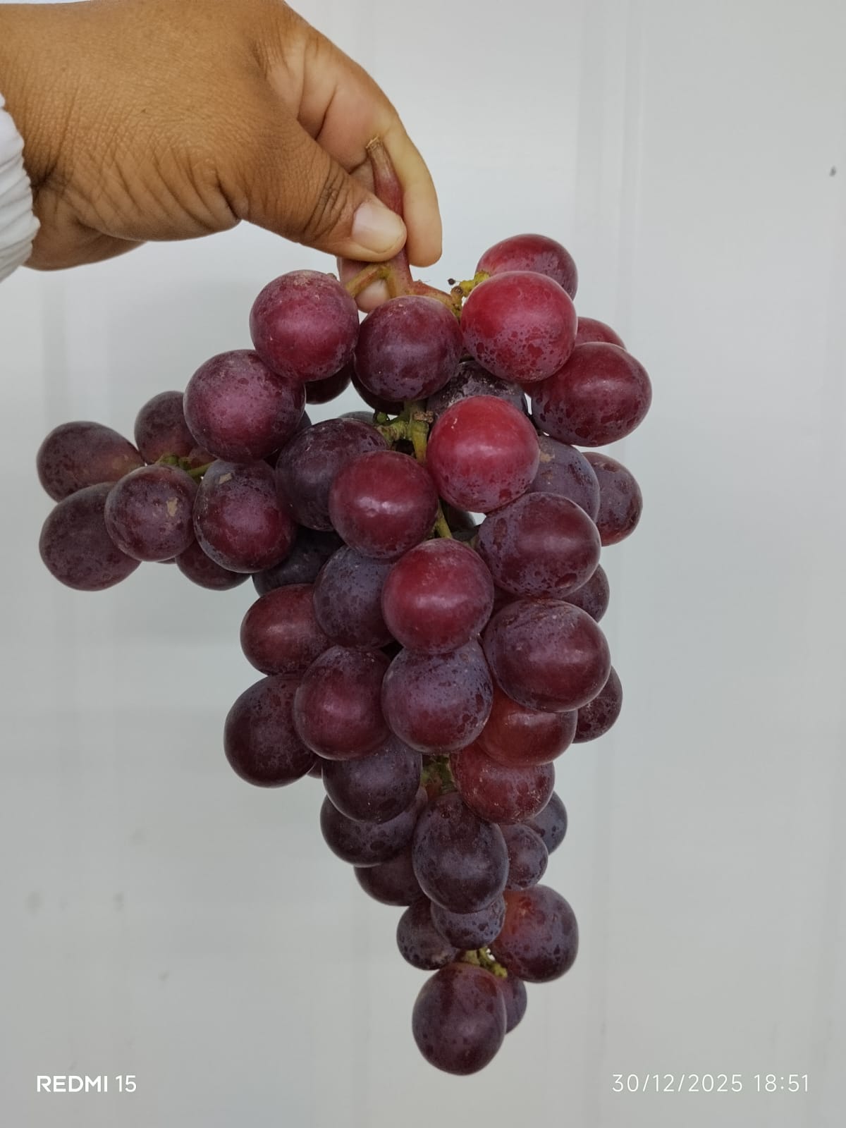 Red Globe Grapes - Cat 1 - Multiple Calibers