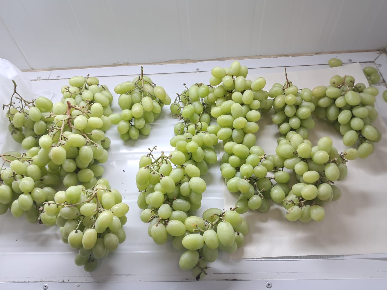 Green Seedless Grapes - Mixed Calibers